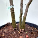 Dub plstnatý (Quercus pubescens) - výška 300-320 cm, kont. C55L - VIACKMENNÝ